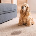 Pet Stains and Odors: A Comprehensive Guide to Removing Them from Your Carpets